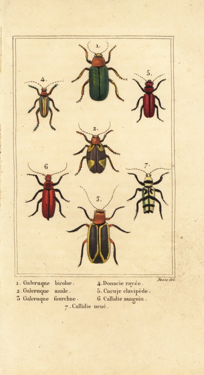 Escaravelhos das folhas, Galeruca espécie 1, Aulacophora analis 2, Cyclotrypema furcata 3, Donacia vittata 4, besouro de casca plana, Cucujus clavipes 5, Pyrrhidium sanguineum 6 e Chlorophorus varius 7 de Pancrace (after) Bessa