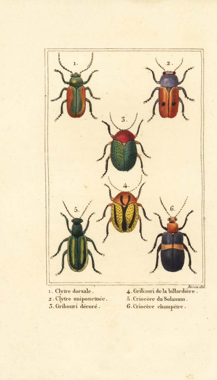 Escaravelhos das folhas: Smaragdina limbata 1, Clytra laeviuscula 2, Cryptocephalus beetles 3,4, Crioceris solani 5 e Chrysomela campestris 6 de Pancrace (after) Bessa