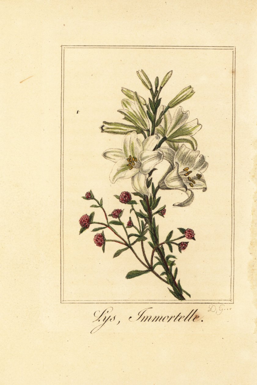 Lírio e vermelho eterno, Lys et immortelle, Lilium candidum e Helichrysum sanguineum de Pancrace (after) Bessa