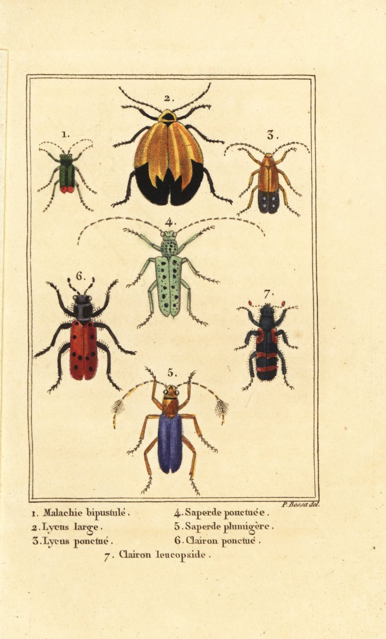 Escaravelho malaquita, Malachius bipustulatus 1, escaravelhos de asas líquidas, Lycus melanurus 2, Lycus punctatus 3, Saperda punctata 4, Saperda espécie 5, Trichodes octopunctatus 6 e Trichodes apiarius 7 de Pancrace (after) Bessa