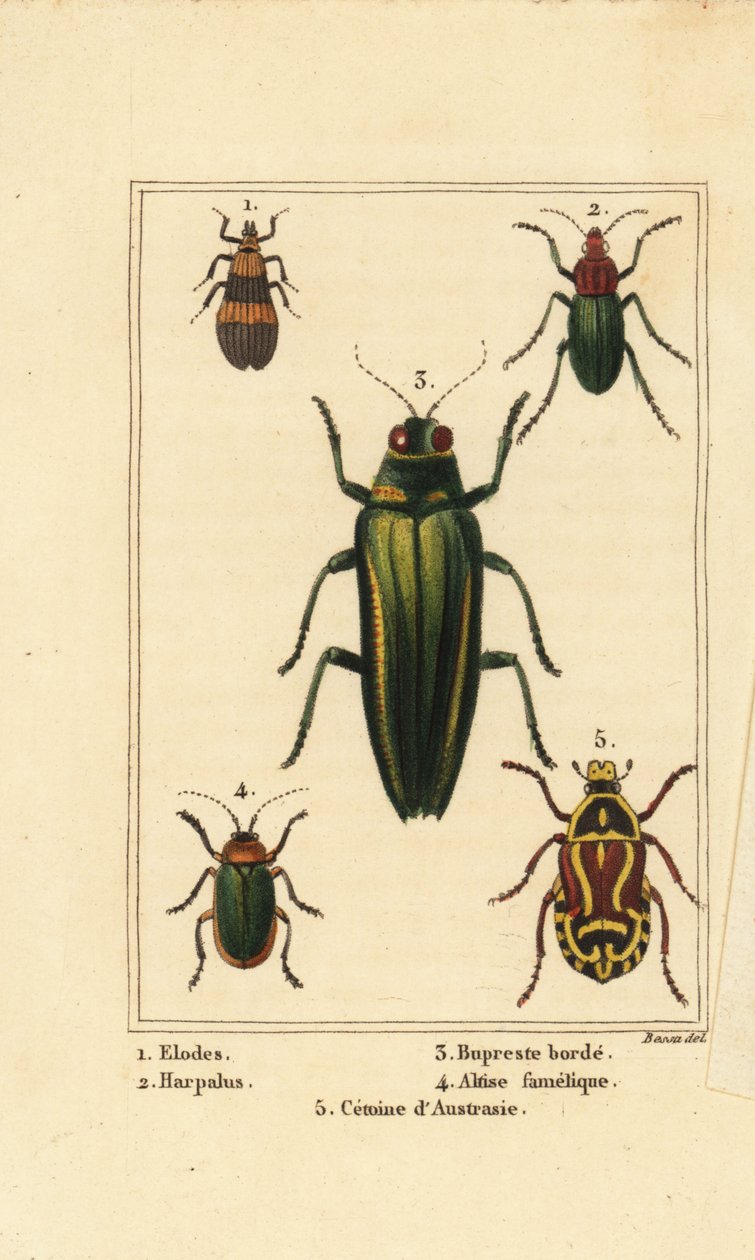 Escaravelho dos pântanos, Elodes 1, escaravelho de Harpalus 2, escaravelho-jóia, Buprestis 3, besouro das pulgas, Altica famelica 4, e cetónia, espécie Cetonia 5 de Pancrace (after) Bessa