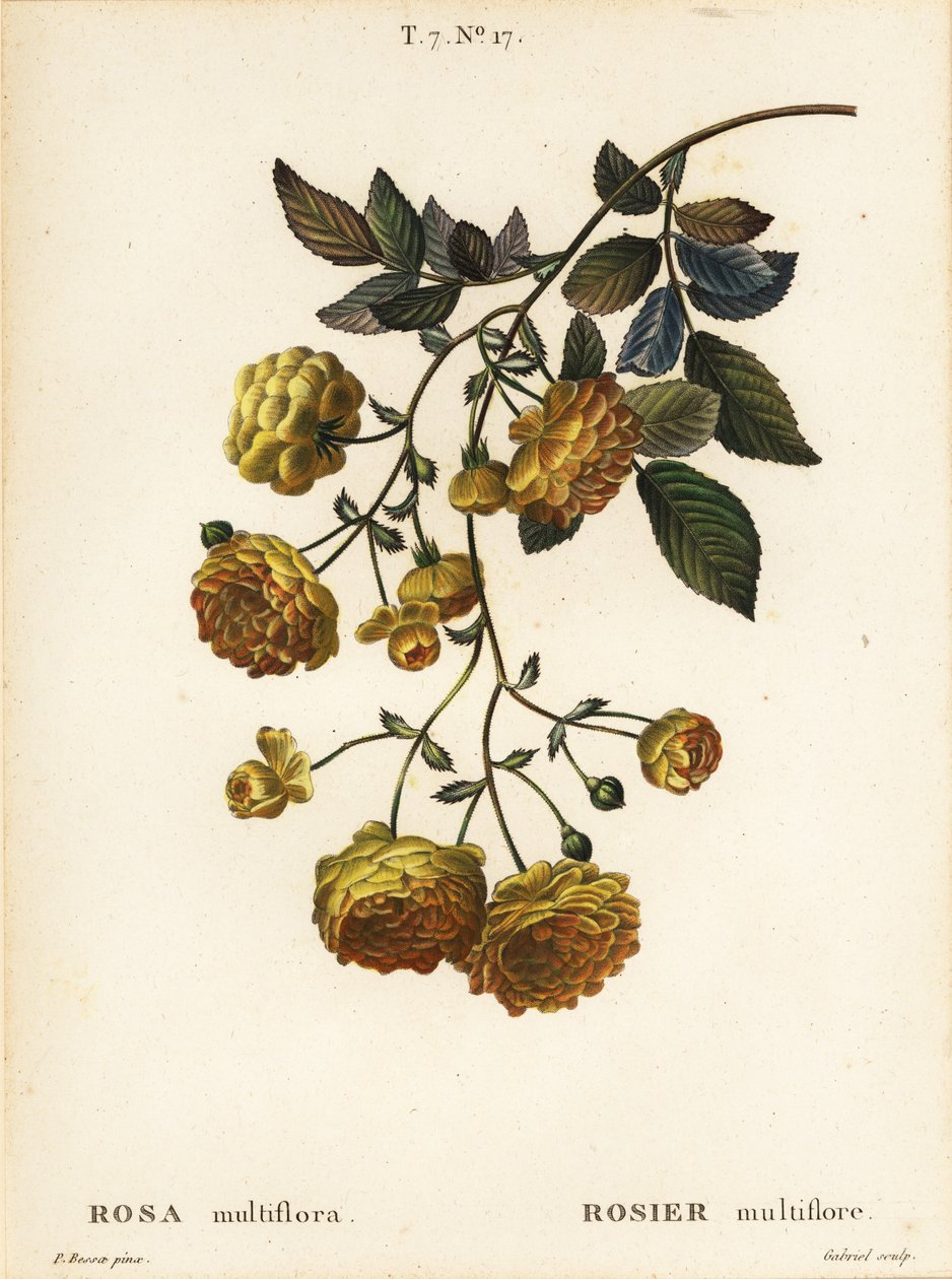 Rosa multiflora ou rosa japonesa, Rosa multiflora, Rosier multifore de Pancrace (after) Bessa