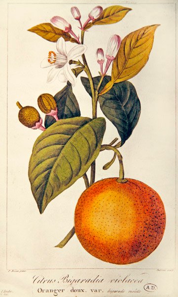 Laranja, gravada por Barois, c.1820 (gravação a cores) de Pancrace (after) Bessa