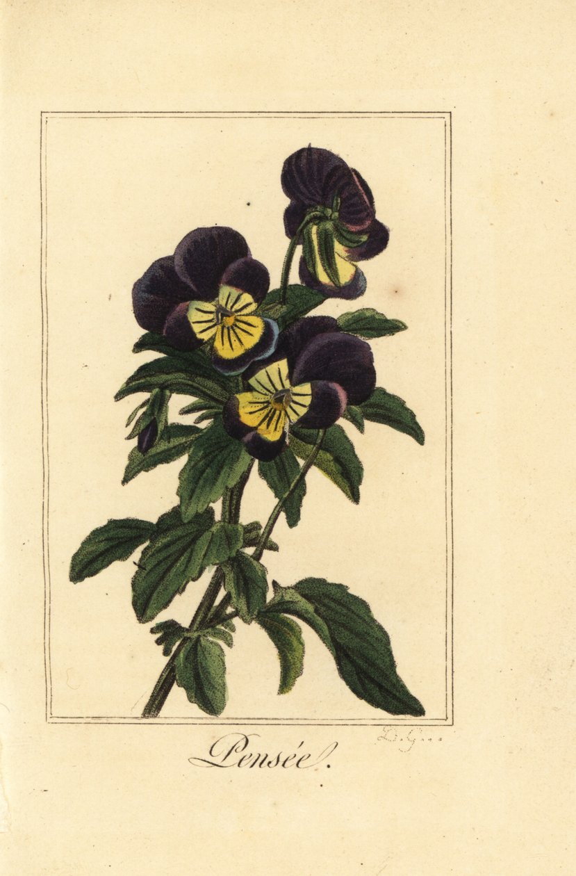 Pansy, pensee, Viola tricolor var de Pancrace (after) Bessa