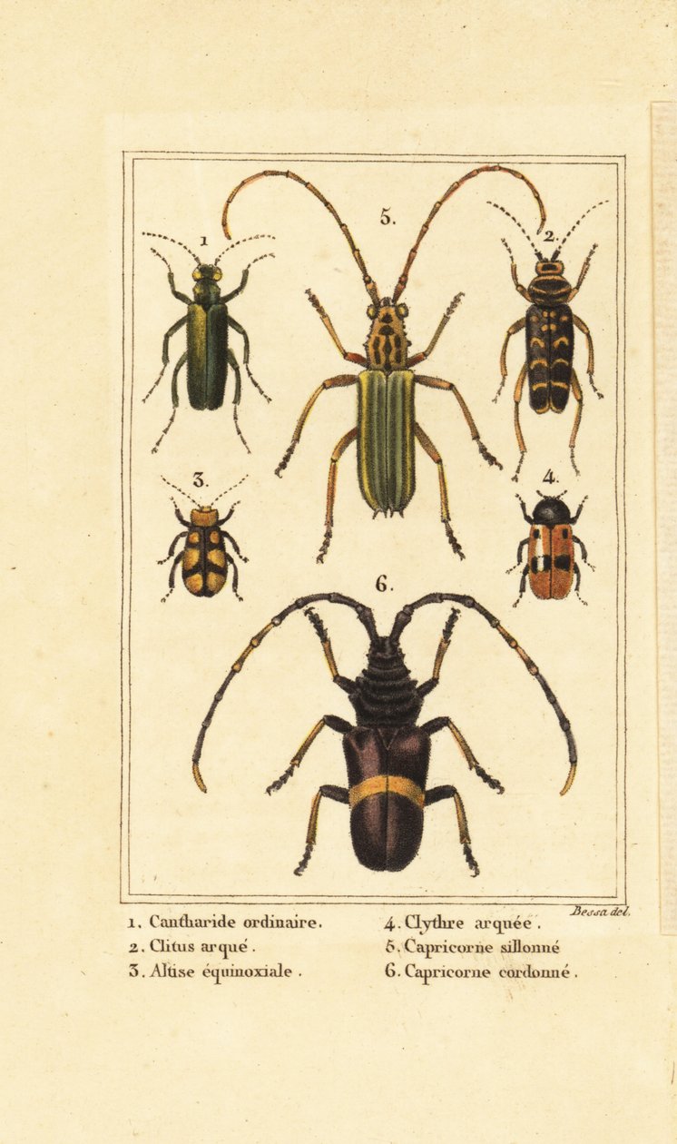 Escaravelho- mosca espanhol, Lytta vesicatoria 1, besouro das vespas, Clytus arietis 2, Altica equinoctialis 3, Clytra quadripunctata 4, besouro dos chifres longos, Chlorida festiva 5 e Trachyderes succinctus 6 de Pancrace (after) Bessa