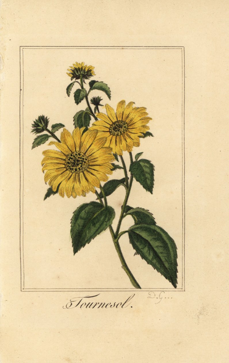 Girassol, tournesol, Helianthus annuus de Pancrace (after) Bessa