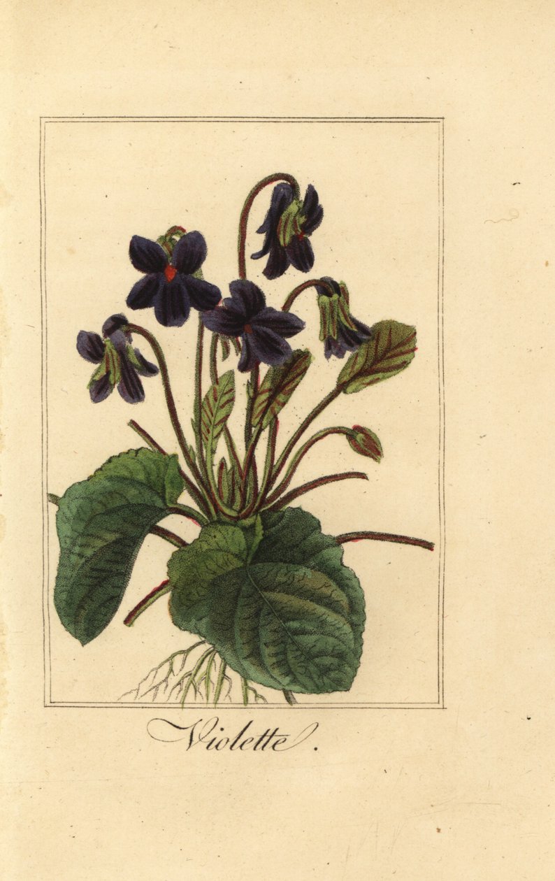 Violeta doce, Violette, Viola odorata de Pancrace (after) Bessa