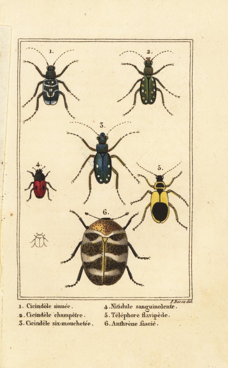 Escaravelhos-tigre, Cicindela sinuata 1, Cicindela campestris 2, Cicindela sexguttata 3, Nitidula sanguinolenta 4, escaravelho do tapete variado, Telephore flavipede 5, Anthrenus verbasci 6 de Pancrace (after) Bessa