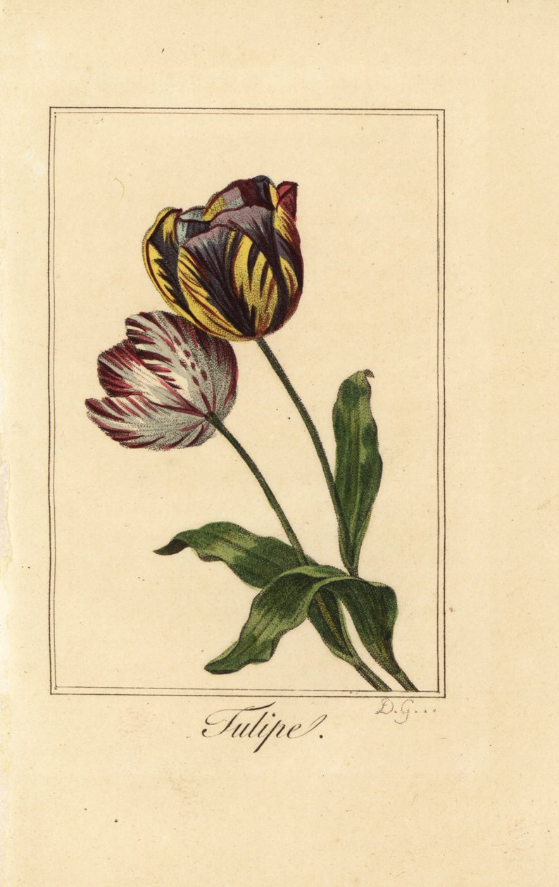 Variedades de tulipas, tulipas, Tulipa gesneriana de Pancrace (after) Bessa