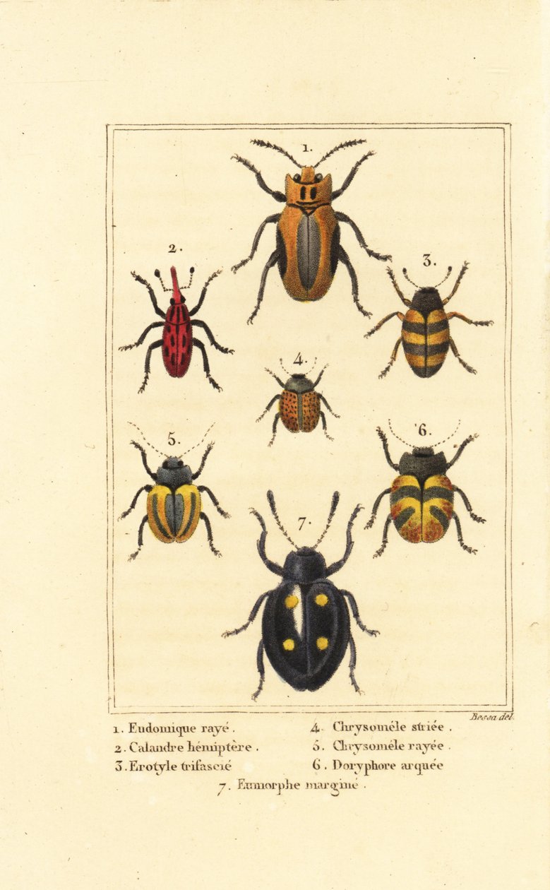 Gorgulhos: Eudomychus striata 1, Calandra hemiptera 2, besouro fúngico agradável, Erotylus espécie 3, Chrysomela striata 4, Acalymma vittatum 5, Chrysomela arcuata 6 e Eumorphus marginata 7 de Pancrace (after) Bessa