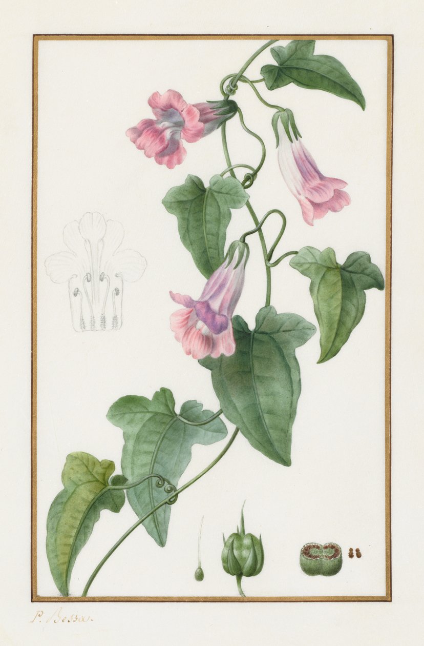 (Botânico: Maurándia semperflorens) de Pancrace Bessa