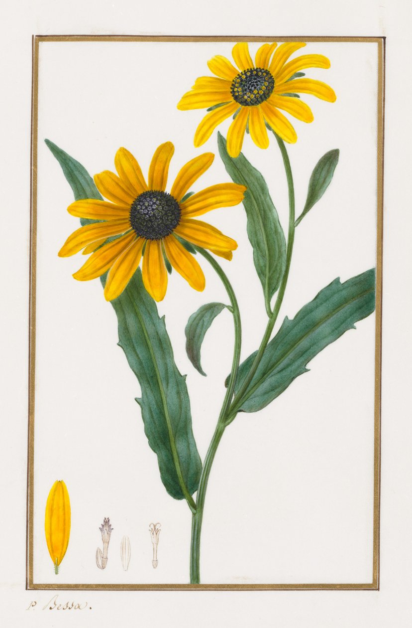 Susan de olhos pretos, 1828-1835. de Pancrace Bessa