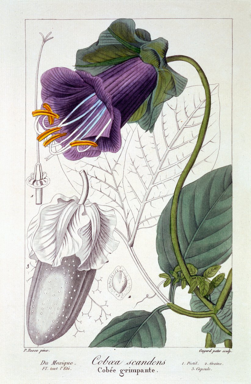 Cobaea scandens, 1836 (gravura colorida à mão) de Pancrace Bessa