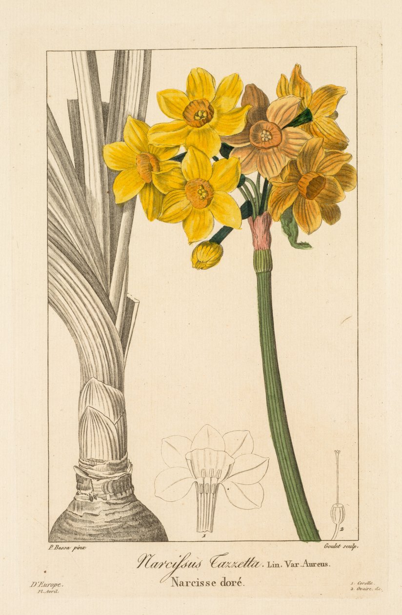 Flora de jardineiros, amadores e fabricantes: Polyanthus ou Cluster Narcissus, 1836. de Pancrace Bessa