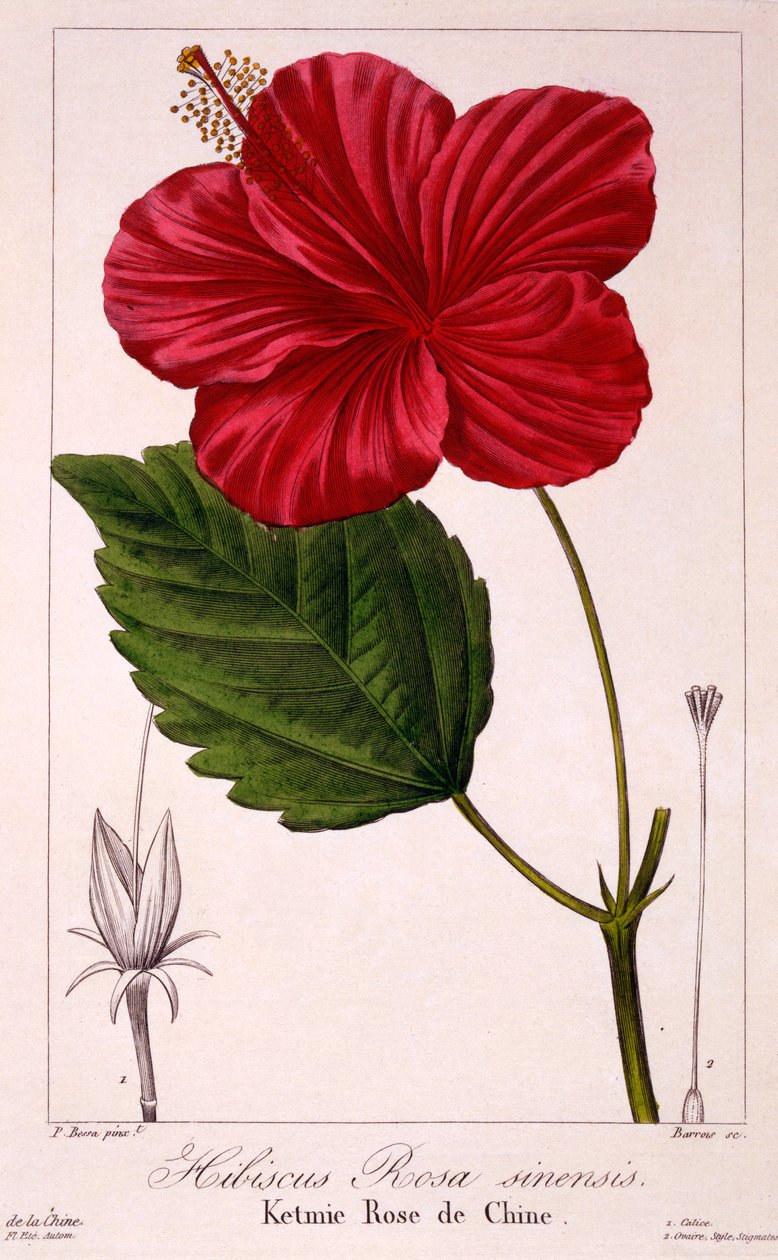 Hibiscus rosa-sinensis, 1836 (gravura colorida à mão) de Pancrace Bessa