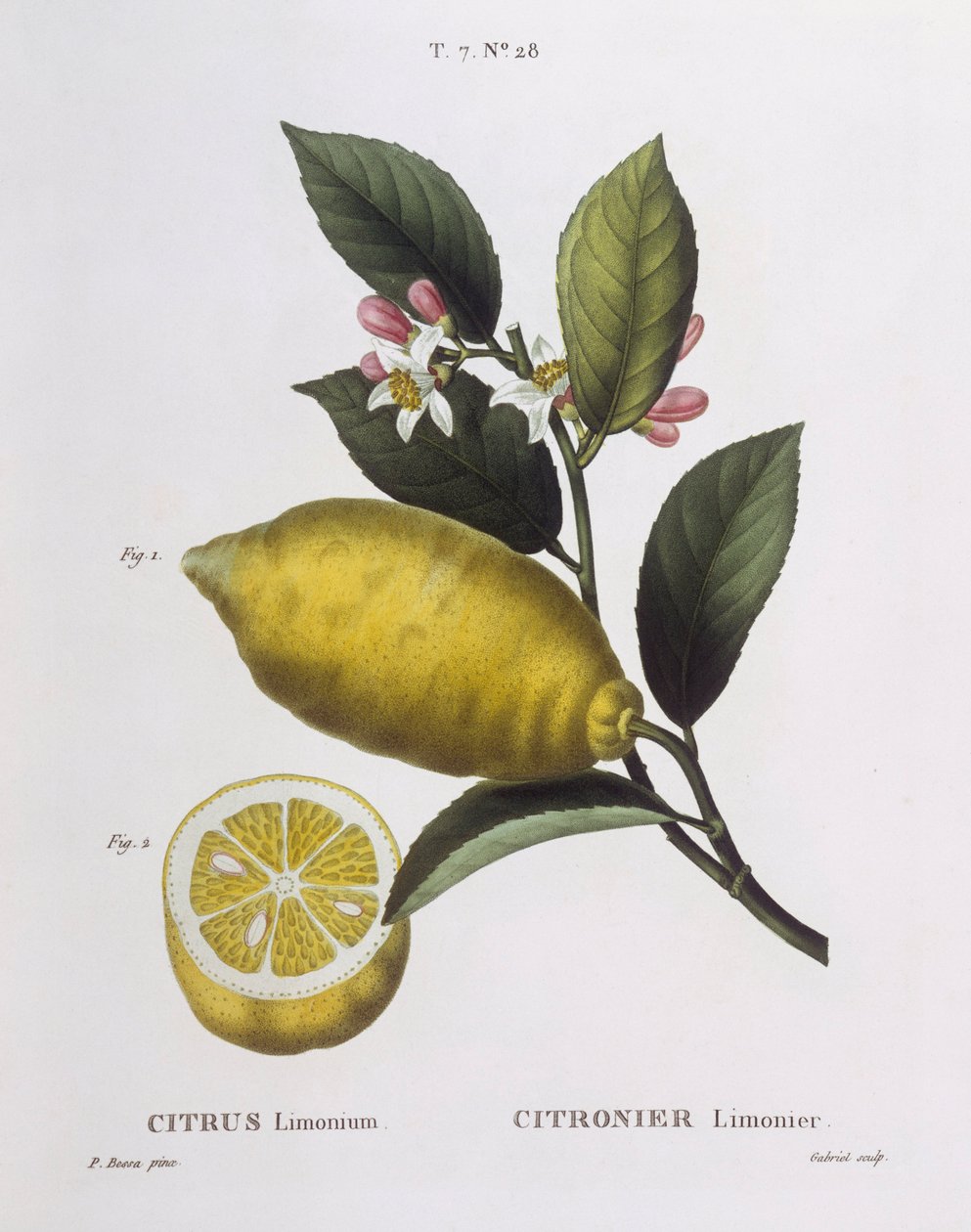 Limão (Citrus limonium), Henry Louis Duhamel du Monceau, placa botânica de Pancrace Bessa de Pancrace Bessa