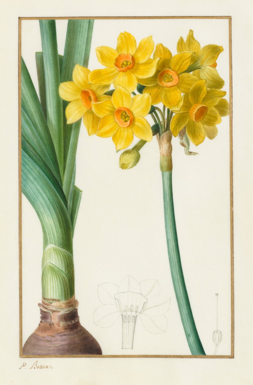 Polyanthus ou Cluster Narcissus Botanical: Narcissus tazetta, 1836. de Pancrace Bessa