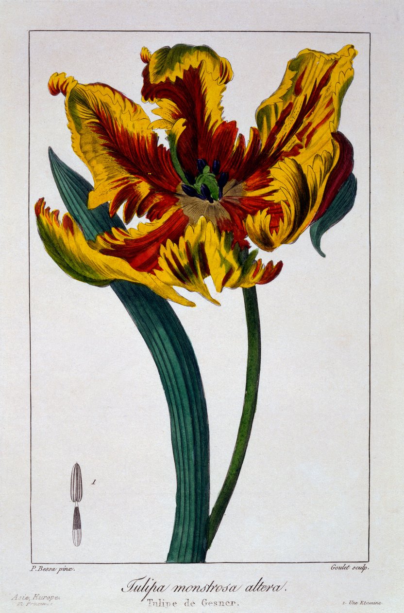 Tulip &39;Flaming Parrot&39;, 1836 (gravura colorida à mão) de Pancrace Bessa