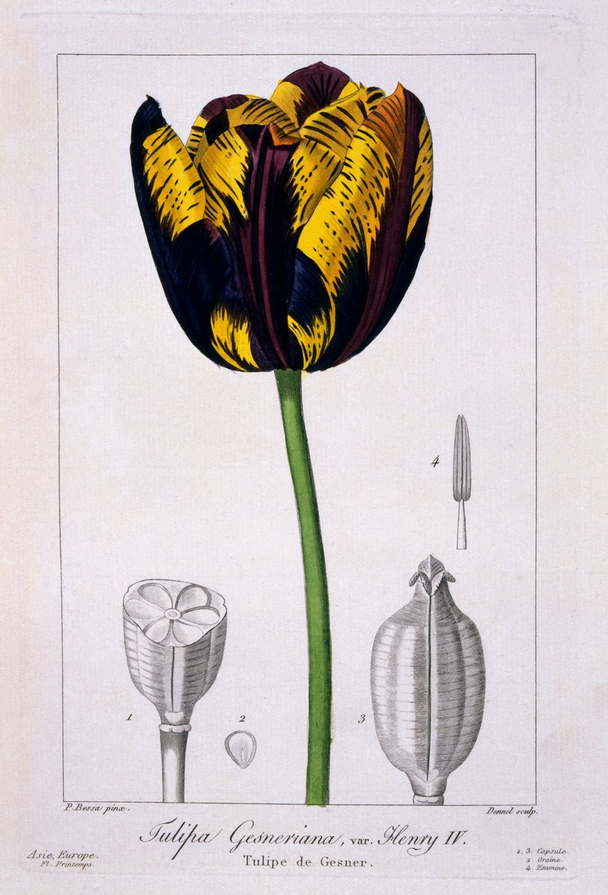 Tulipa do rei Henrique IV, 1836 (gravura colorida à mão) de Pancrace Bessa