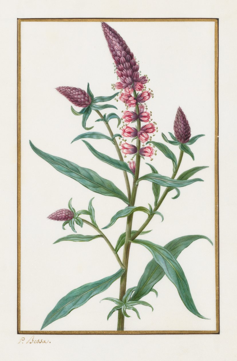 Sem título, 1828-1835. de Pancrace Bessa