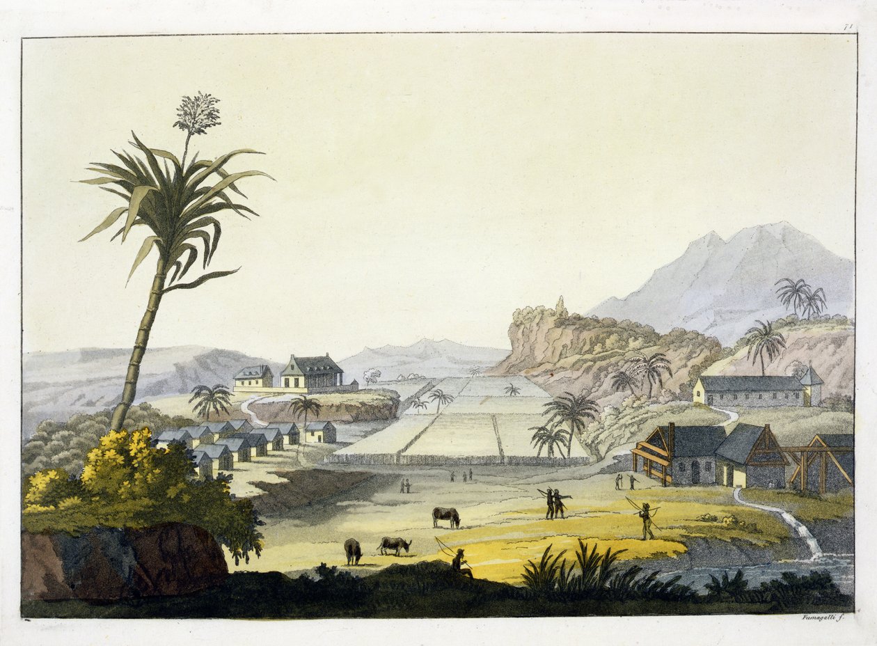 Plantação de açúcar, Antilhas (gravura de cor) de Paolo Fumagalli