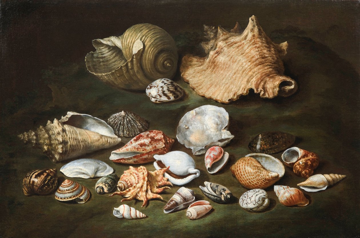 "Nature morte aux coquillages" (Natureza morta aux coquillages) Peinture de Paolo Porpora (1617-1673), - Óleo sobre tela, Dim 44,5x67 cm Fondation Custodia de Paolo Porpora