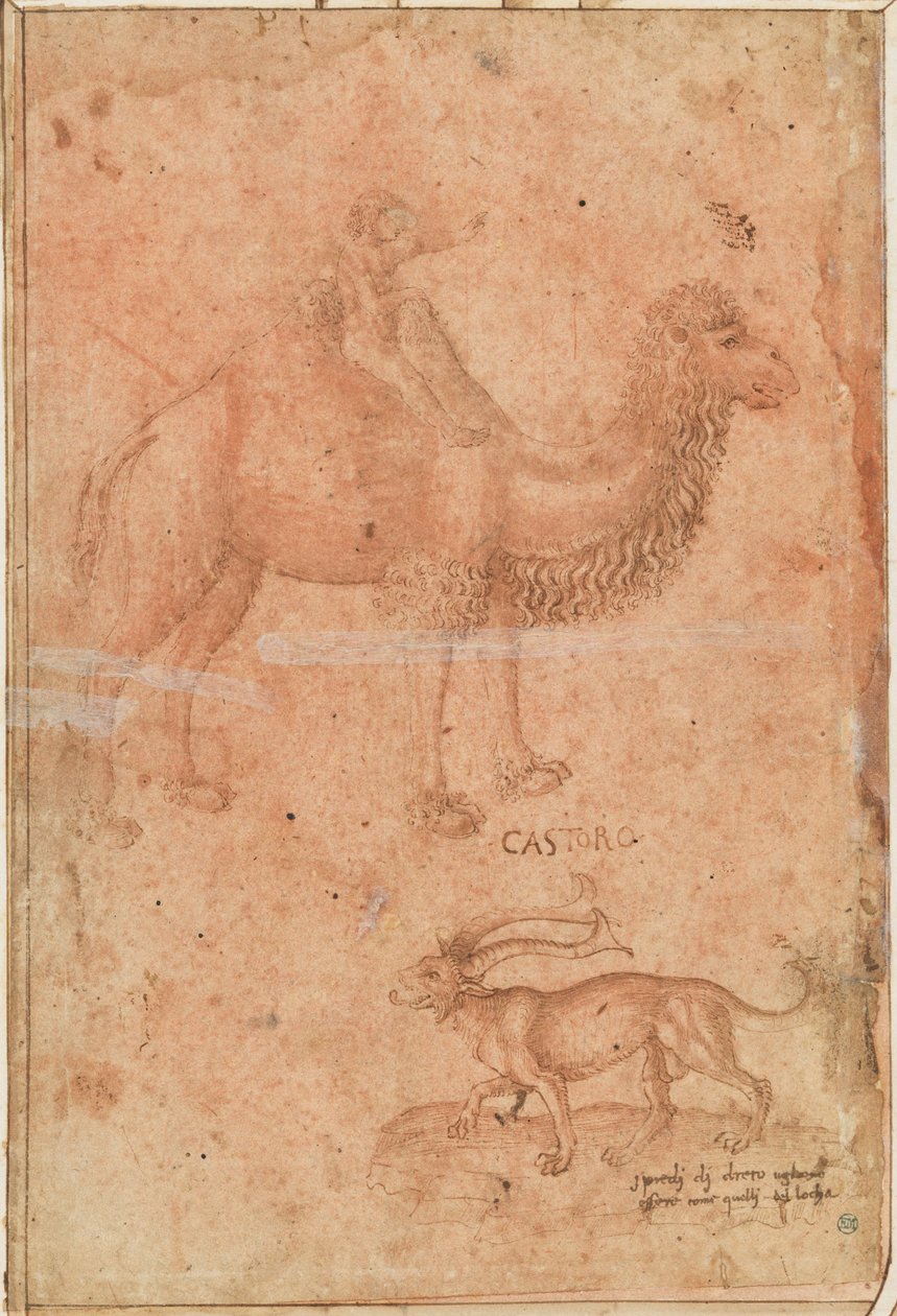 Ein Kamel mit einem reitenden Kind. Darunter ein fabelhaftes Tier (Castoro) de Paolo Uccello