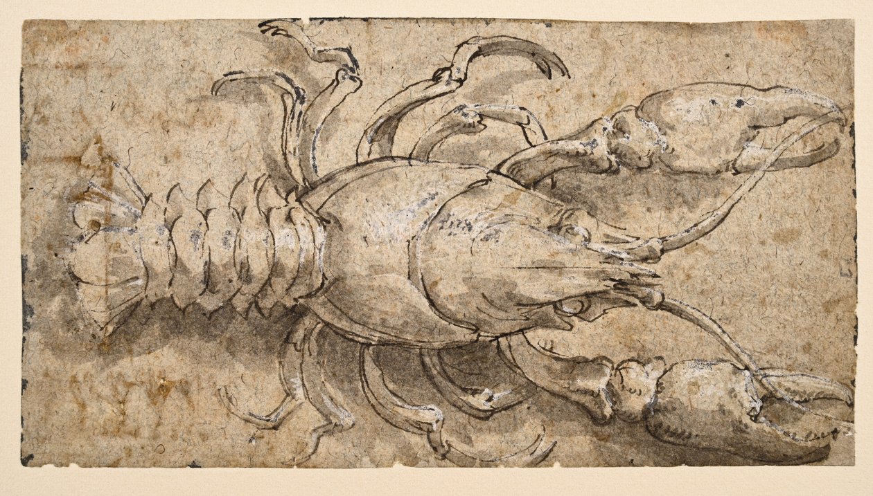 Lagostim (recto) de Parmigianino