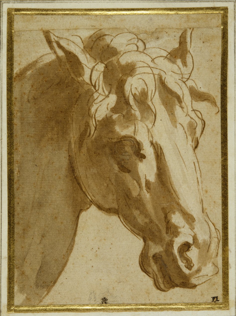 A cabeça e o pescoço de um cavalo (caneta e tinta castanha com lavagem em papel creme) de Parmigianino