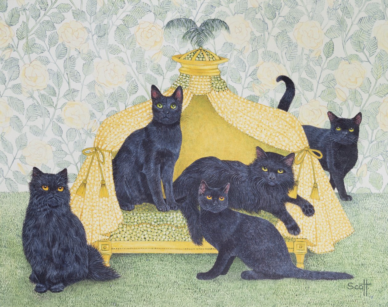 Veludo preto de Pat Scott