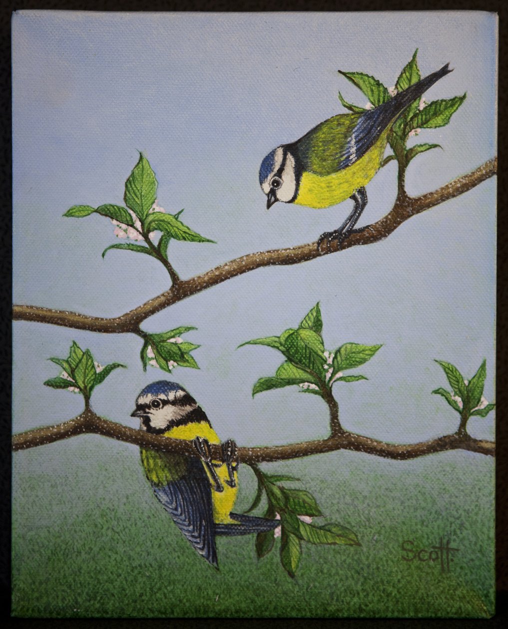 Bluetits, 2016 de Pat Scott