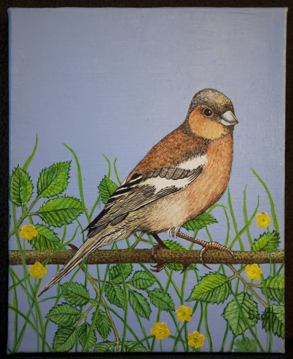 Tentilhão, 2016 de Pat Scott