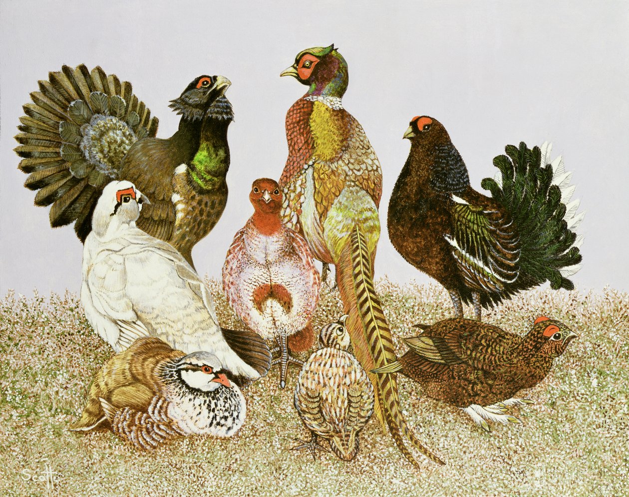 Aves de caça de Pat Scott