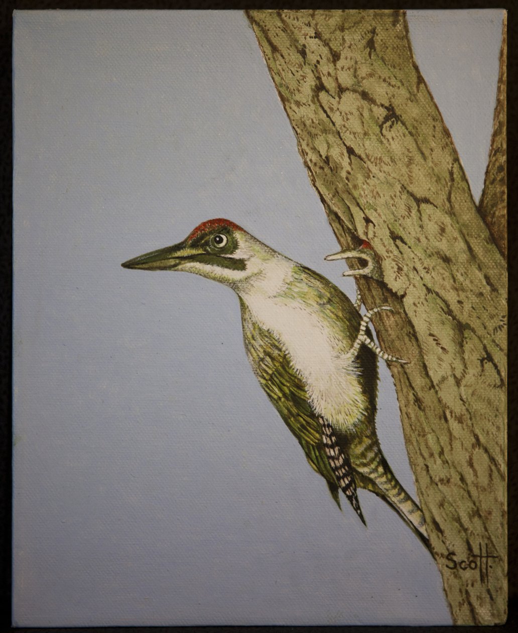 Pica-pau Verde, 2016 de Pat Scott