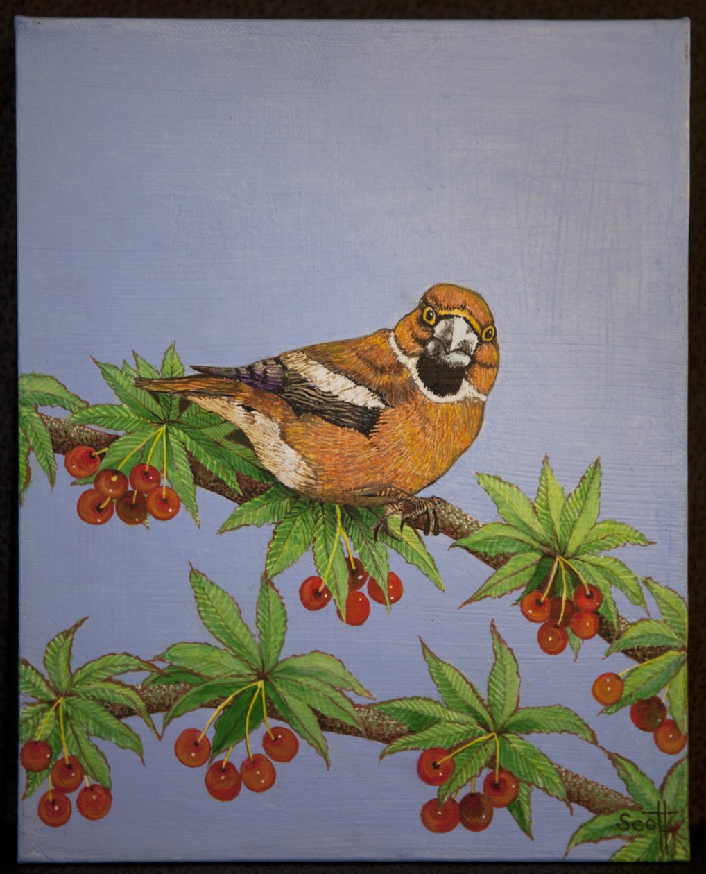 Falcão, 2016 de Pat Scott