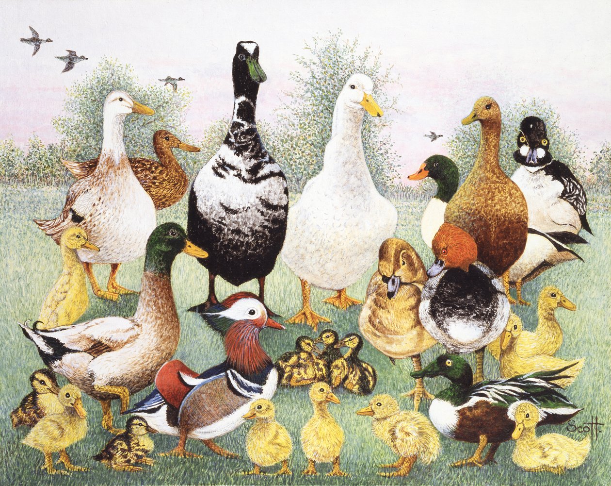 Olá Patos de Pat Scott
