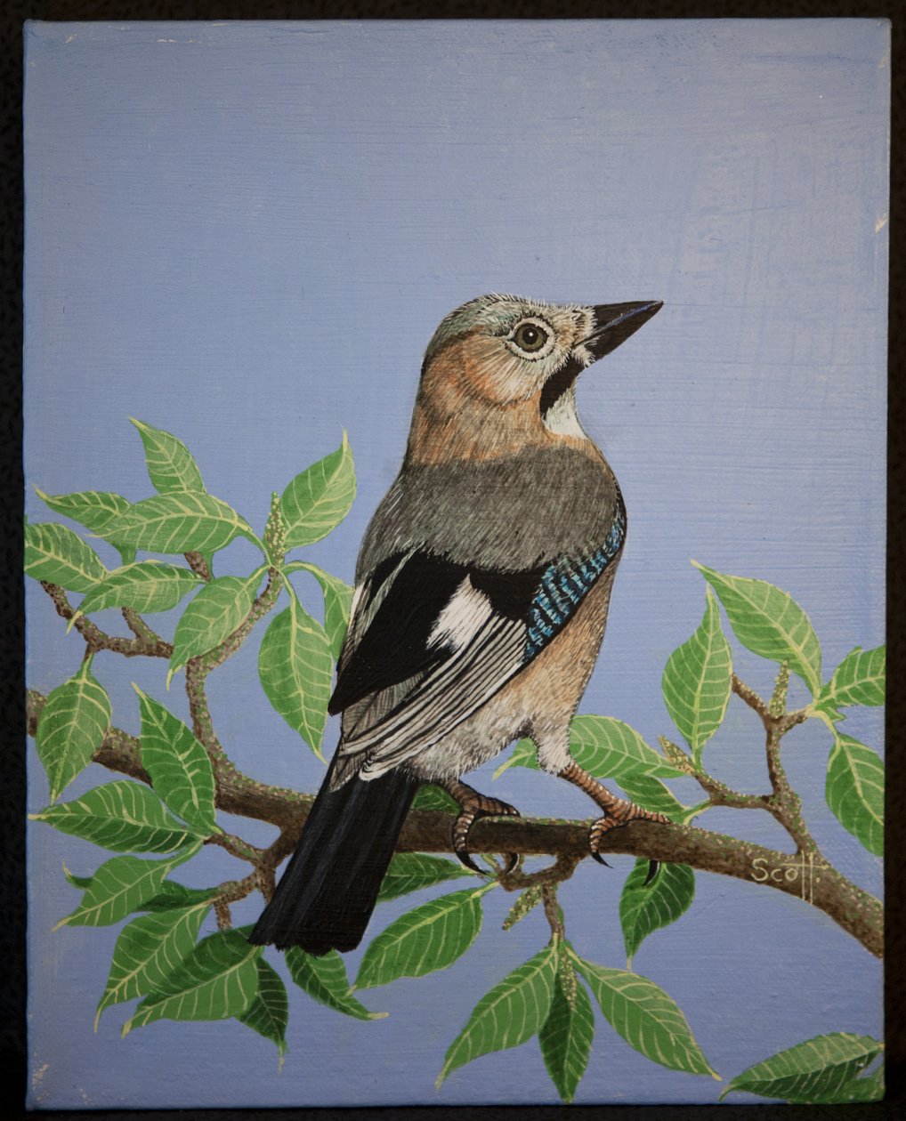 Jay, 2016 de Pat Scott
