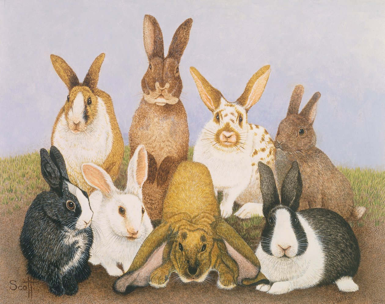 Coelhos sortudos de Pat Scott