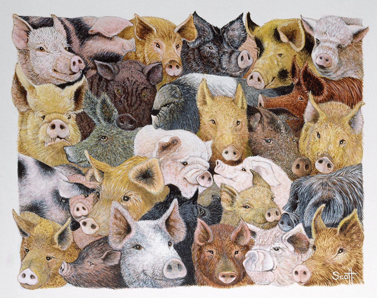 Pigs Galore (acrílico sobre chita) de Pat Scott