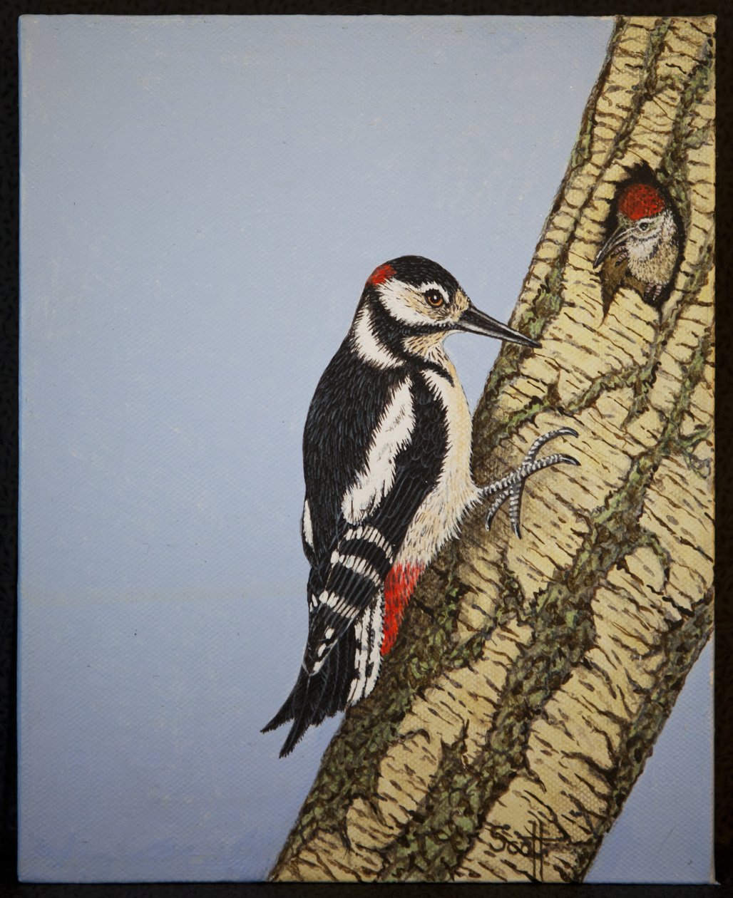 Pica-pau-de-cabeça-vermelha, 2016 de Pat Scott
