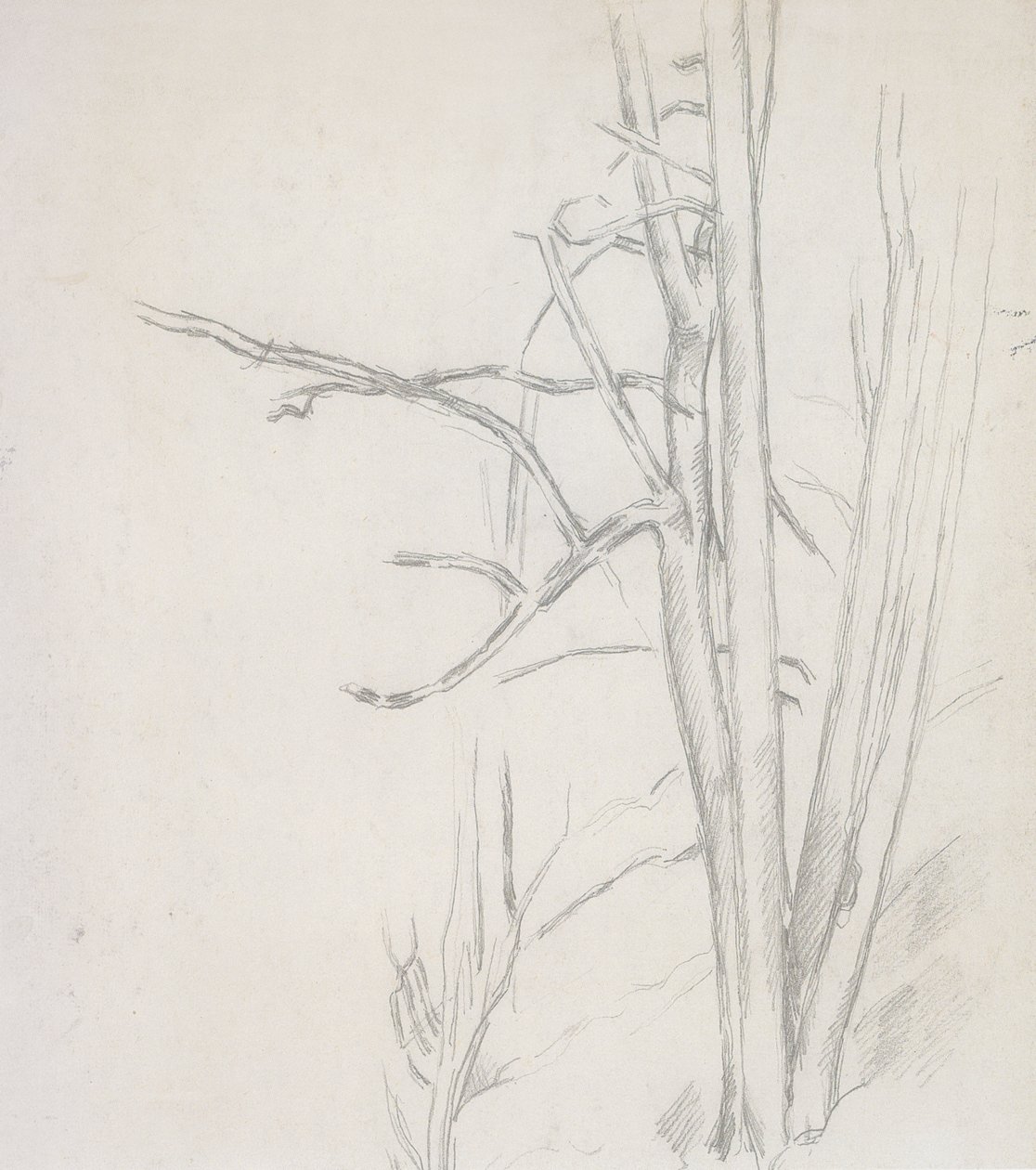 estudo árvore de Paul Cézanne