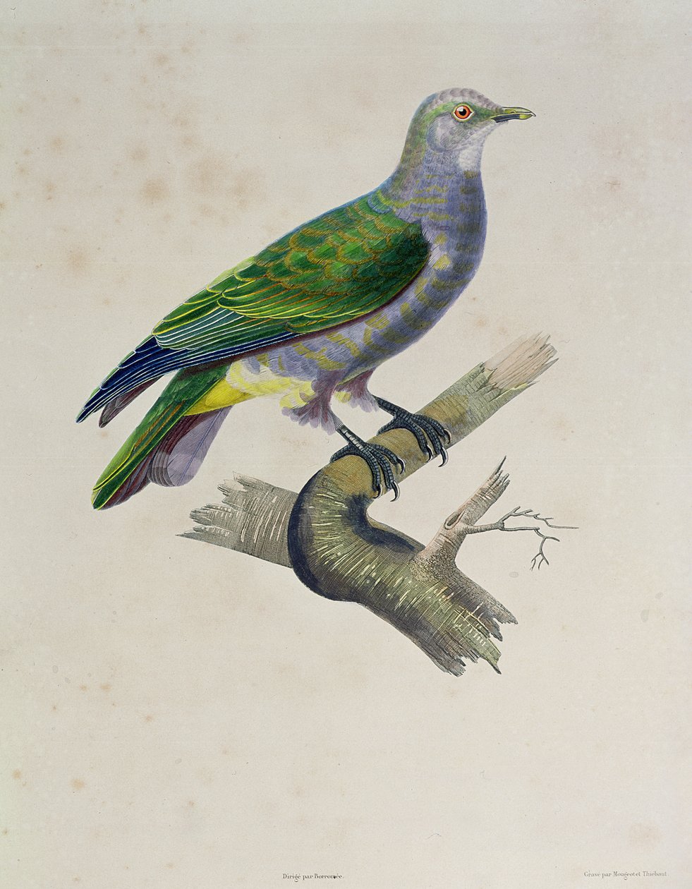 Uma pomba, de "Viagem ao redor do mundo sobre a fragata Vênus, 1836-39", gravada por Mougeot e Thebaut, 1841 de Paul Louis Oudart