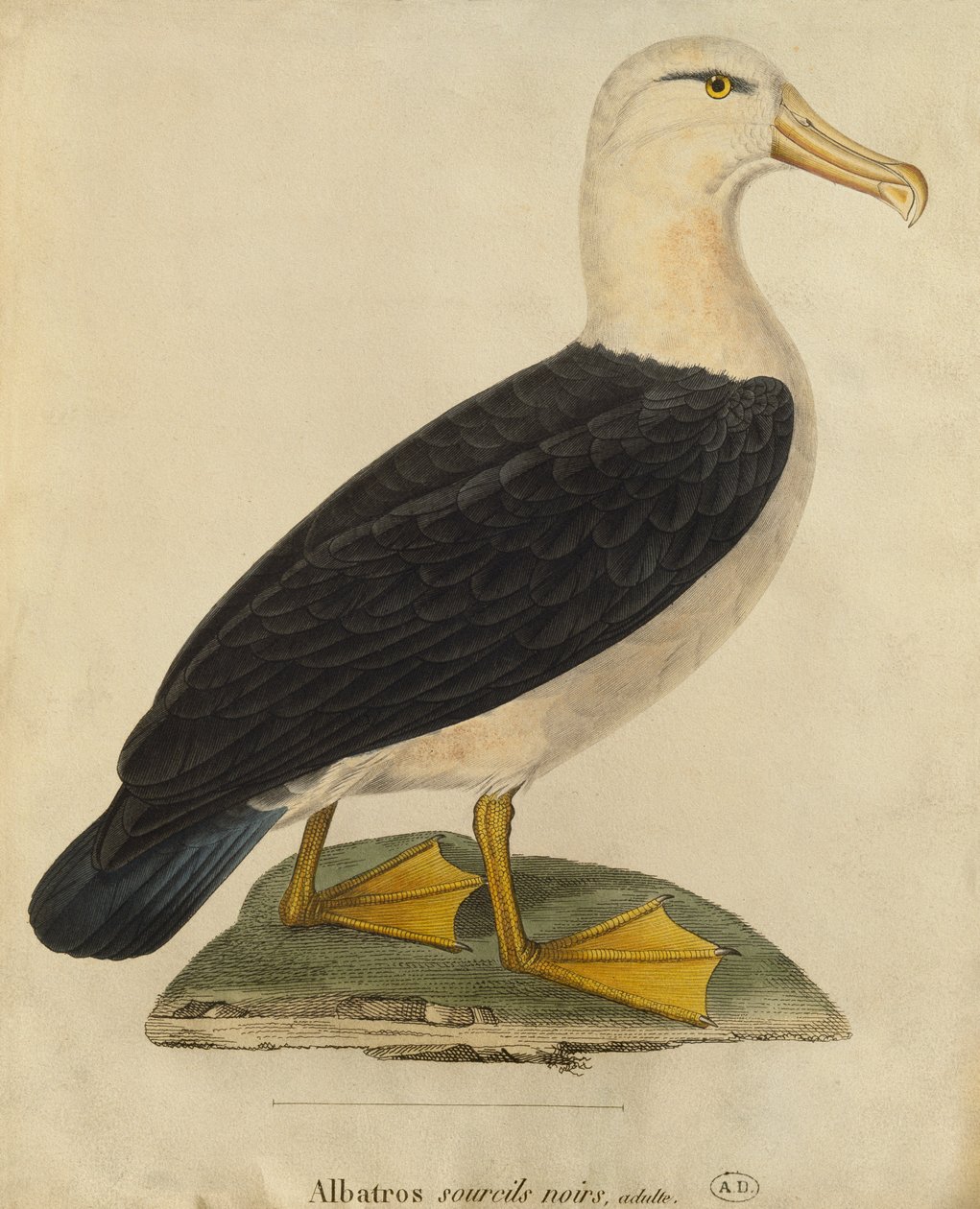 Albatroz com sobrancelhas negras (gravura a cores) de Paul Louis Oudart