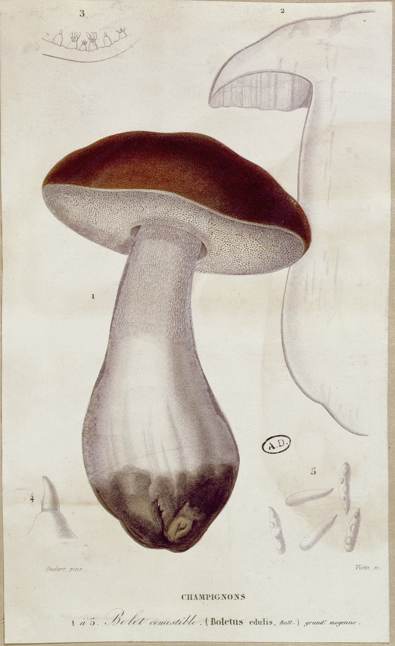 Boletus edulis, ilustração para uma edição de &39;Milking Mushrooms&39; por Jean Jacques Paulet (1740-1826) de Paul Louis Oudart
