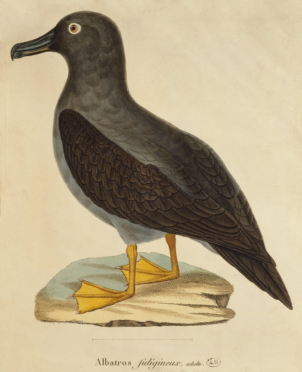 Albatroz fuligem (gravura a cores) de Paul Louis Oudart