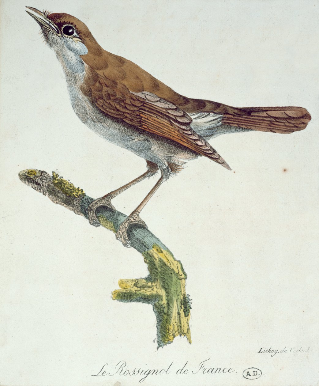 O rouxinol da França, c.1830 de Paul Louis Oudart