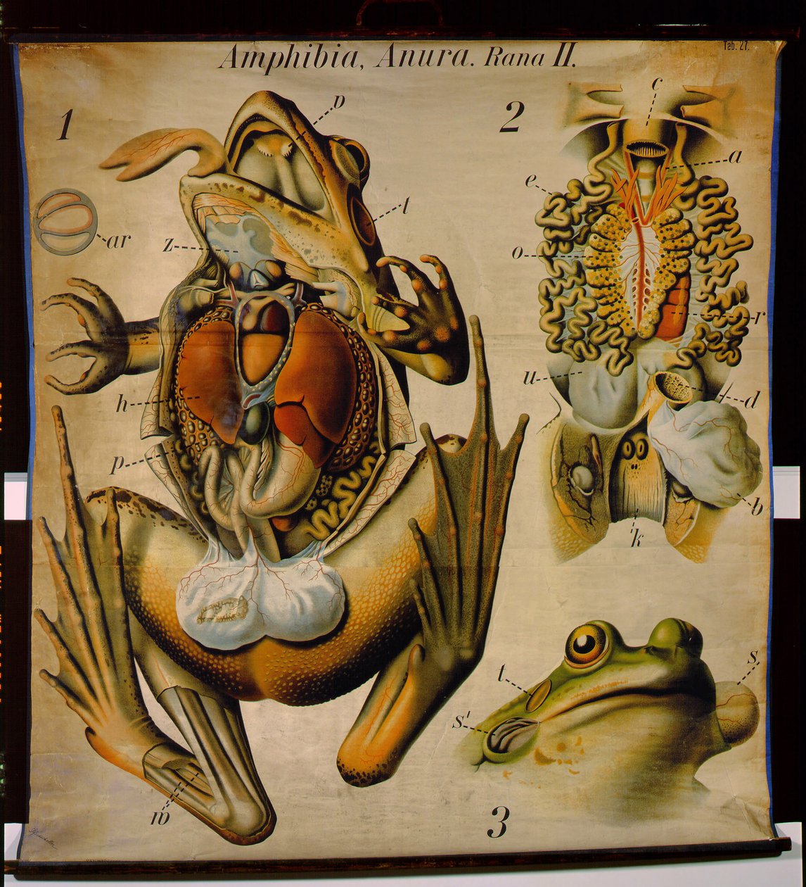 Anatomy of a Rana, no.27, gráfico de visões zoológicas de Pfurtscheller de Paul Pfurtscheller