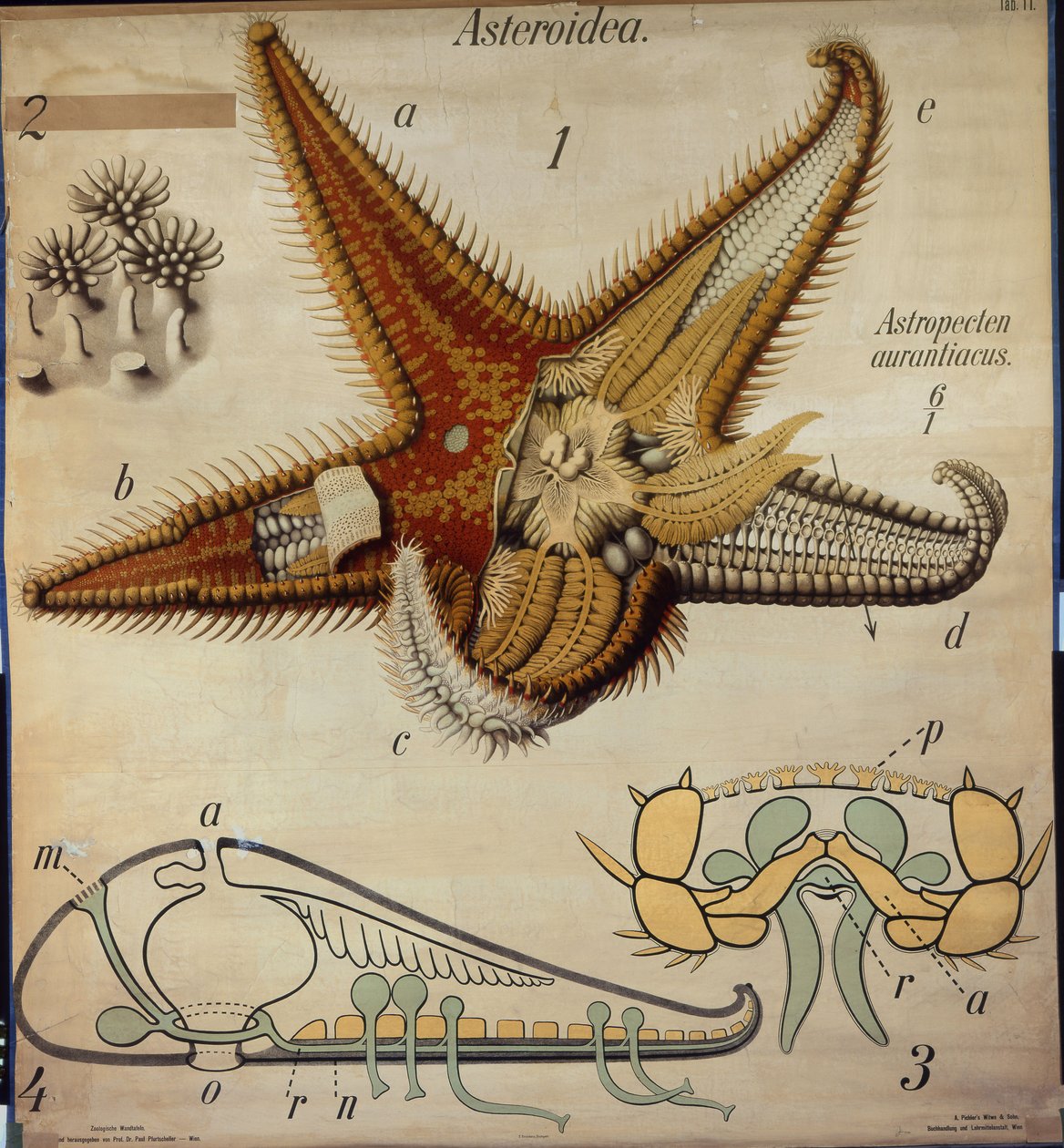 Astropecten, No. 11, gráfico de parede zoológico de Pfurtscheller de Paul Pfurtscheller