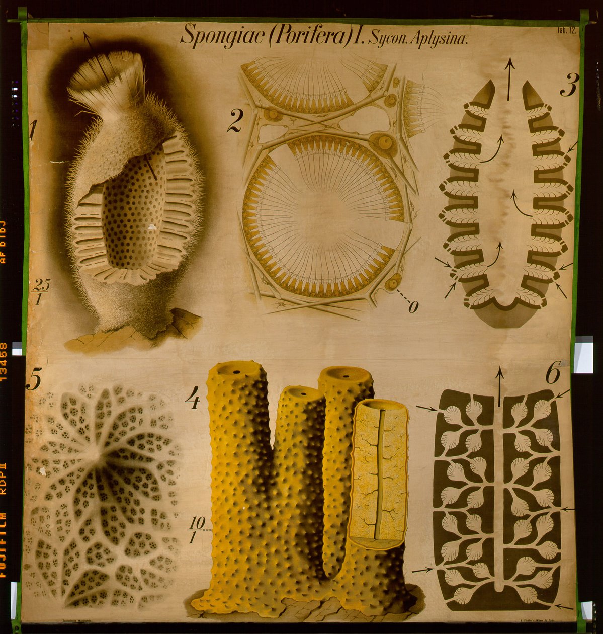 Sycon e Aplysina, No.12, gráfico de parede zoológico de Pfurtscheller de Paul Pfurtscheller
