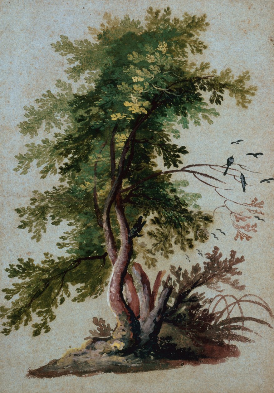 Uma árvore com dois pássaros empoleirados em um galho (lápis sobre papel) de Paul Brill or Bril
